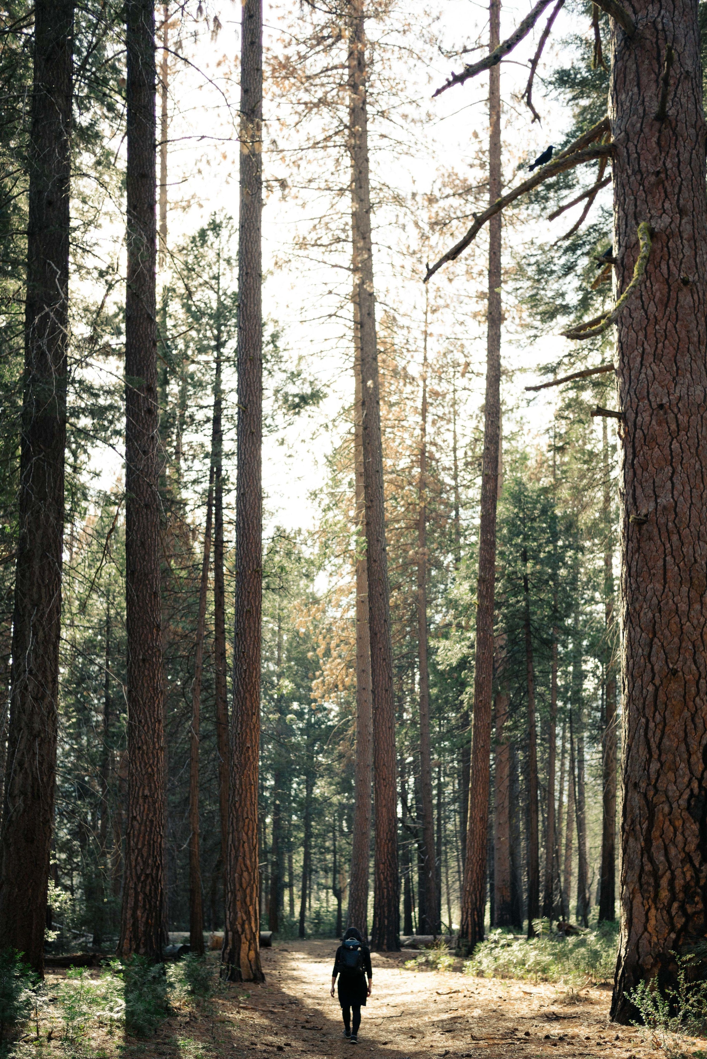Replant the trees